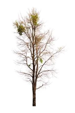 Single old and dead tree isolated on white background Stock Photos