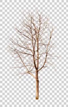 Single old and dead tree isolated Stock Photos