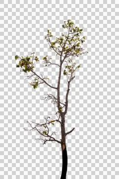 Single old and dead tree isolated Stock Photos