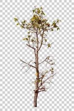 Single old and dead tree isolated Stock Photos