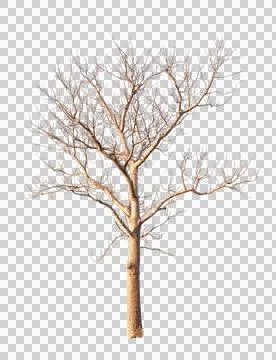 Single old and dead tree isolated Stock Photos