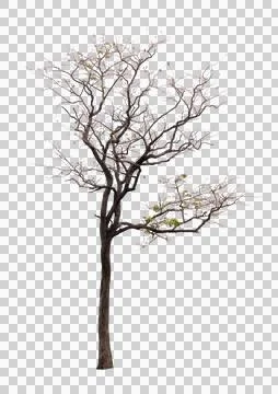 Single old and dead tree isolated Stock Photos