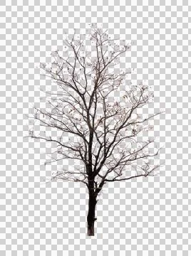 Single old and dead tree isolated Stock Photos