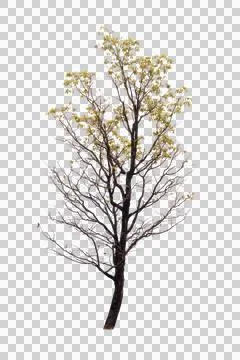 Single old and dead tree isolated Stock Photos
