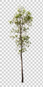 Single old and dead tree isolated Stock Photos