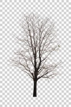 Single old and dead tree isolated Stock Photos