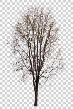Single old and dead tree isolated Stock Photos