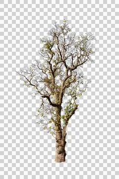 Single old and dead tree isolated Stock Photos