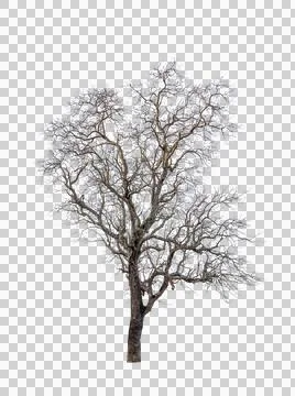 Single old and dead tree isolated Stock Photos