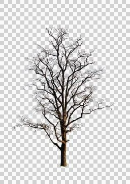 Single old and dead tree isolated Stock Photos
