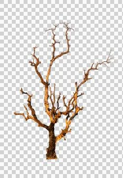 Single old and dead tree isolated Stock Photos