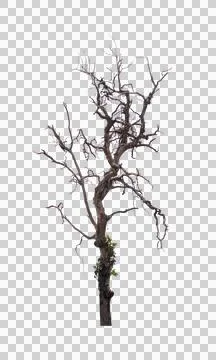 Single old and dead tree isolated Stock Photos