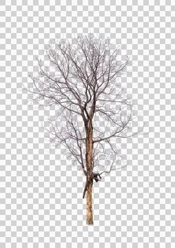 Single old and dead tree isolated Stock Photos