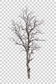 Single old and dead tree isolated Stock Photos