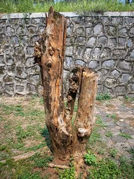 Single old and dead tree trunk Foto stock