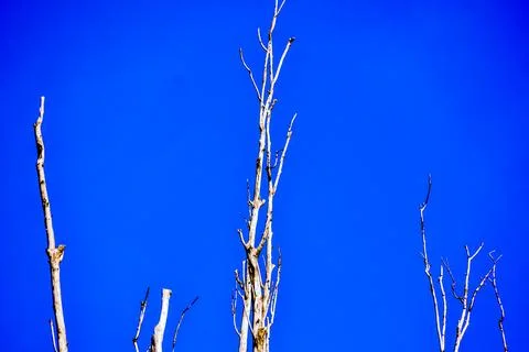 Single old and dead tree branch Stock Photos