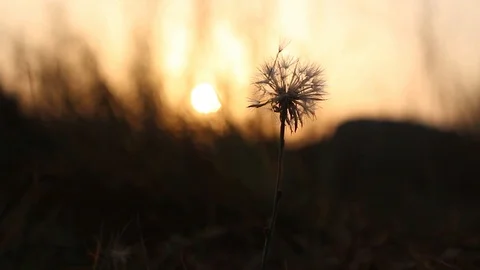 A single, old and wilted dandelion swaying in the wind against a nature Stock Footage 95808930