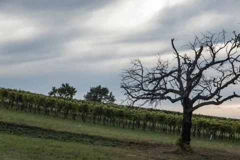 Single old gnarlic tree standing on a hill with lot of grape vines with gra.. Stock Photos