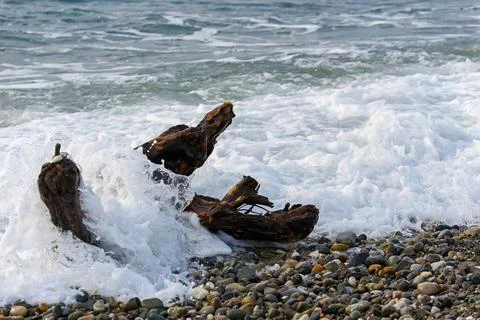 Single old log on a sandy beach on the Black Sea. Part of an old dry tree on  Stock Photos