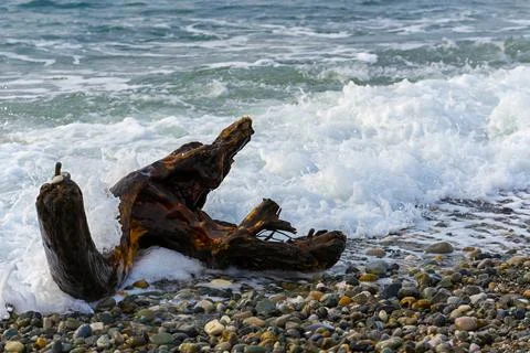 Single old log on a sandy beach on the Black Sea. Part of an old dry tree on  Fotos de archivo