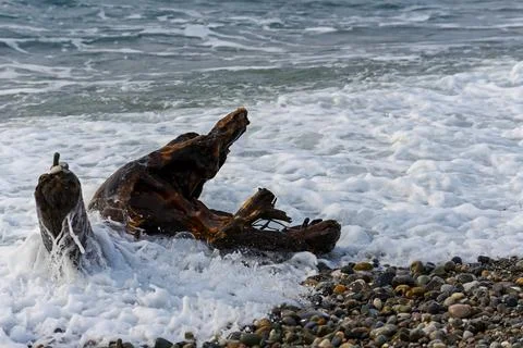 Single old log on a sandy beach on the Black Sea. Part of an old dry tree on  Stock-Fotos