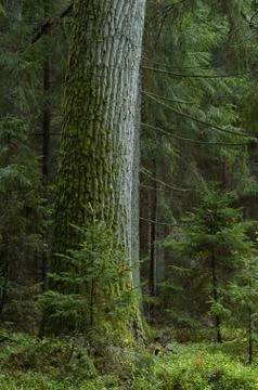 Single old oak tree moss wrapped Stock Photos