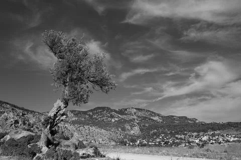 Single old olive tree at the edge of a rural road in the mountains. Black and Foto stock