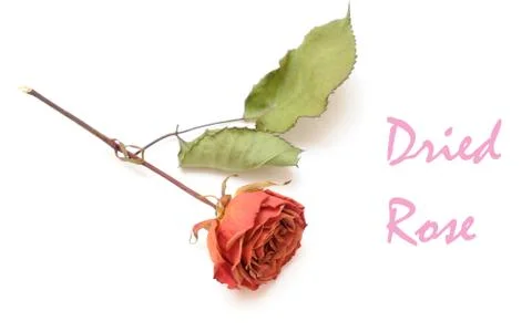 A single old rose Stock Photos