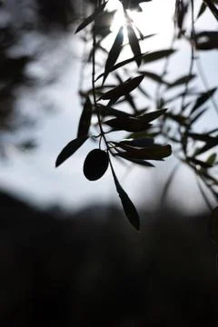 A single olive at the end of a branch of a centenary olive tree Stock Photos