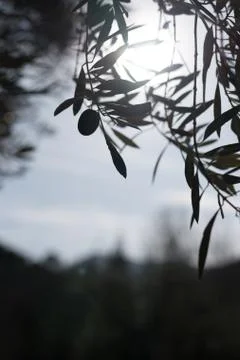 A single olive at the end of a branch of a centenary olive tree Stock Photos