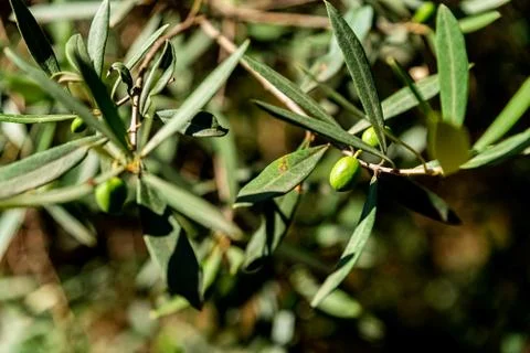 A single olive on an olive bush Stock Photos