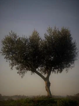Single olive tree heart shaped with a clear blue sky Stock Photos