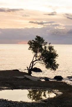 A single olive tree by the sea with reflection when sunset Stock Photos
