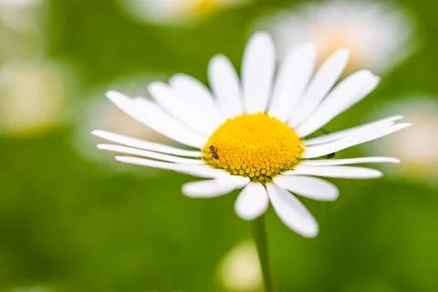 Single, one Daisy, Chamomille in garden Stock Photos