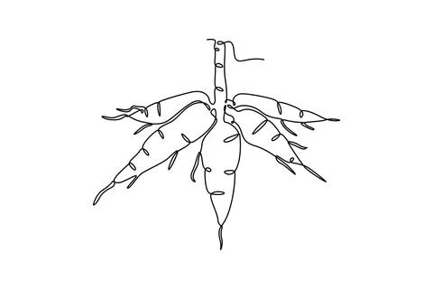 Single one line drawing of whole healthy organic cassava for plantation log.. Ilustração Stock