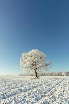 Single one tree covered by heavy frost Stock Photos