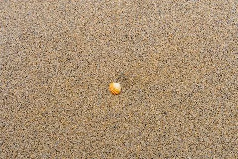 Single orange and white seashell on a sandy beach Stock Photos
