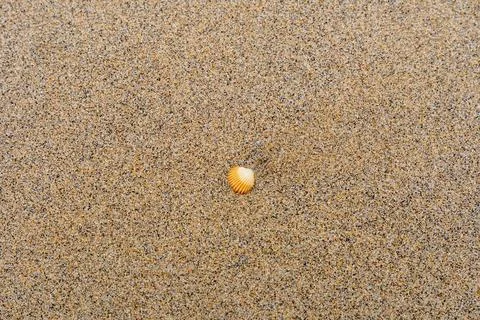 Single orange and white seashell on a sandy beach Stock Photos