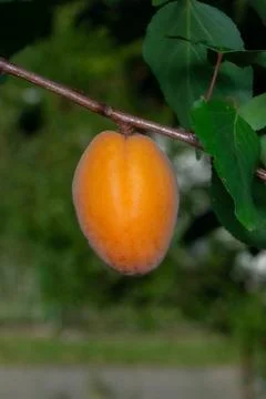 Single orange apricot hangs from a branch Stock Photos