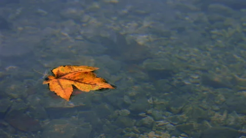 A single orange autumn leaf floating on a calm lake Stock Footage 258936094