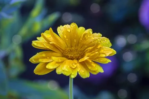 Single orange calendula flower in diffused evening light after rain. Foto stock