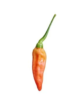 Single Orange Cayenne Pepper (Capsicum frutescens) Isolated on White Background Stock Photos