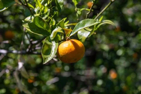 Single orange close up on a tree with blurred background of another trees Stock Photos