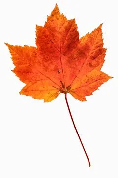 Single orange colored maple leaf on a white background. The leaf is showing deca 写真素材