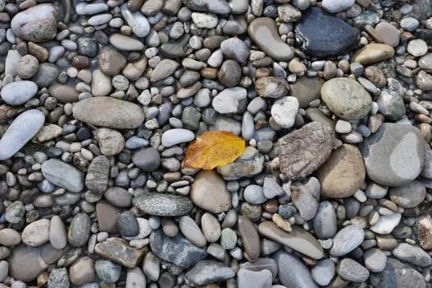 A single orange-coloured beech leaf lies on grey stones in autumn, Salzach Stock Photos