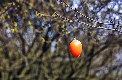 Single orange Easter egg hanging outside on a bare bush simple minimalist Stock Photos