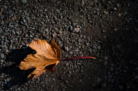 A single, orange, fallen autum leaf 库存照片