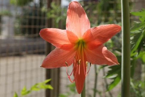 Single orange flower closeup image Foto stock