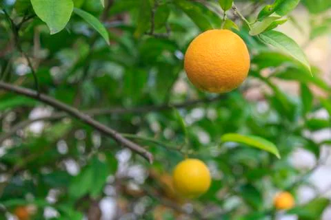 Single orange fruit on an orange tree Stock Photos