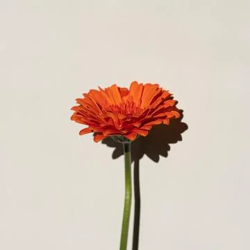 Single Orange Gerbera Flower with Shadow Stock Photos